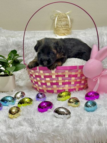 Emmy B Litter - 3 Weeks Old
