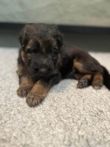 Emmy B Litter - 3 Weeks Old