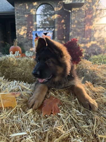 C Litter Female Orange (1)