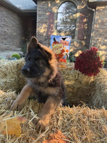 C Litter Female Orange (10)