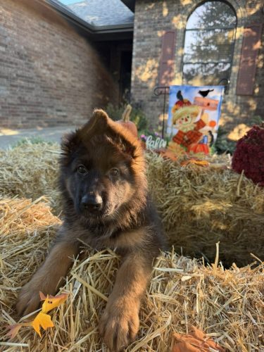 C Litter Female Orange (11)