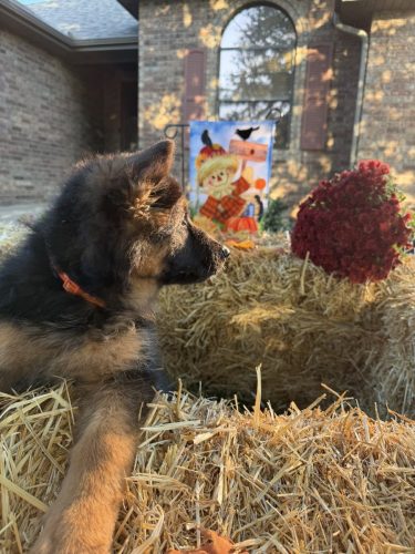 C Litter Female Orange (12)