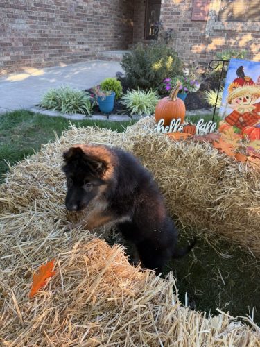 C Litter Female Orange (13)