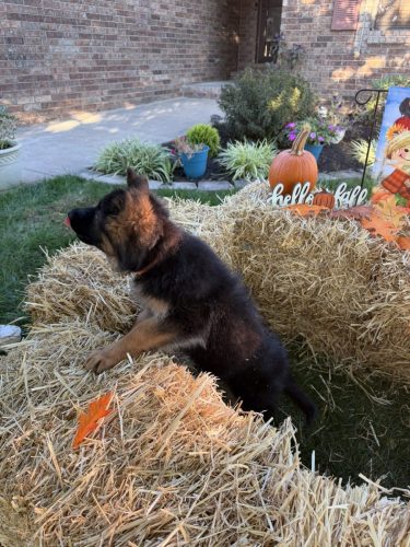 C Litter Female Orange (14)