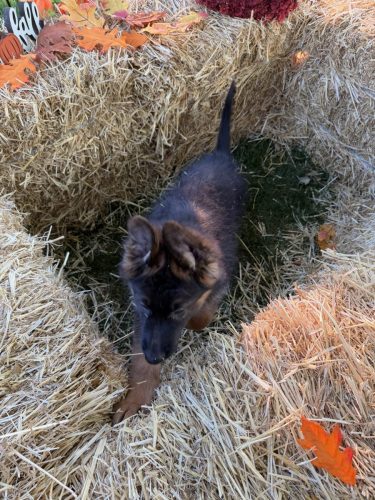 C Litter Female Orange (15)
