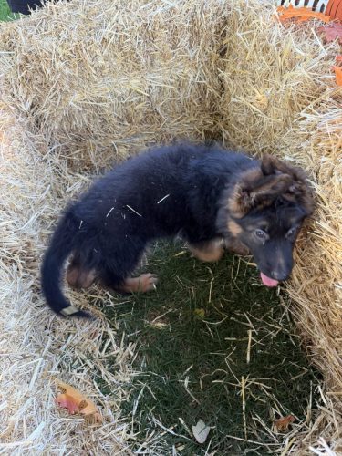 C Litter Female Orange (16)