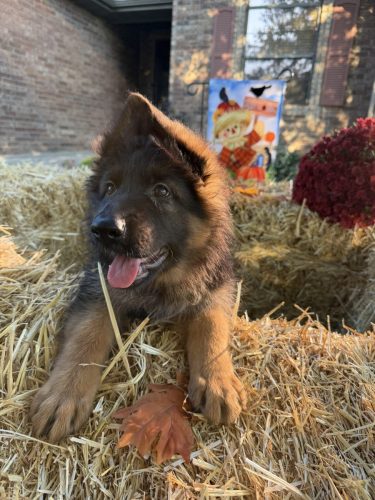 C Litter Female Orange