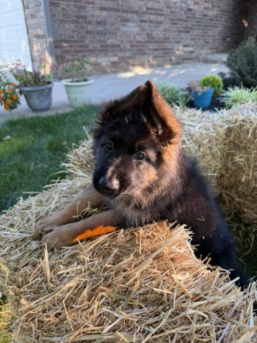 C Litter Female Orange (3)