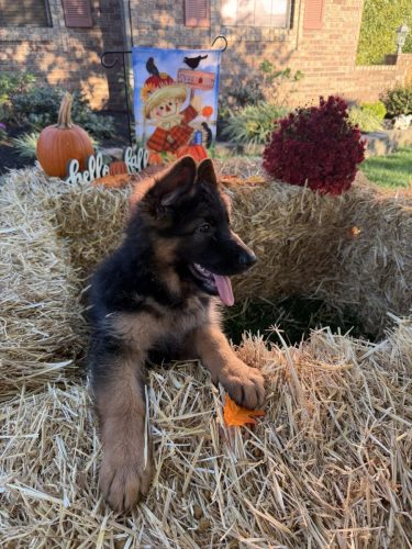 C Litter Female Orange (4)