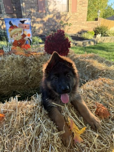 C Litter Female Orange (5)