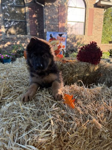 C Litter Female Orange (6)