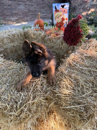 C Litter Female Orange (7)