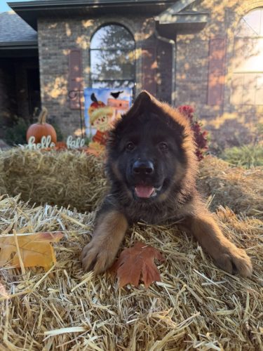 C Litter Female Orange (8)