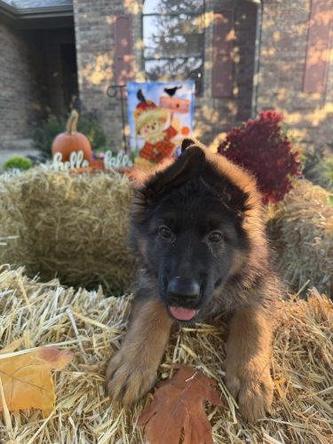 C Litter Female Orange (9)