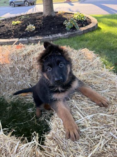 C Litter Female Pink