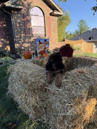 C Litter Female Pink (10)