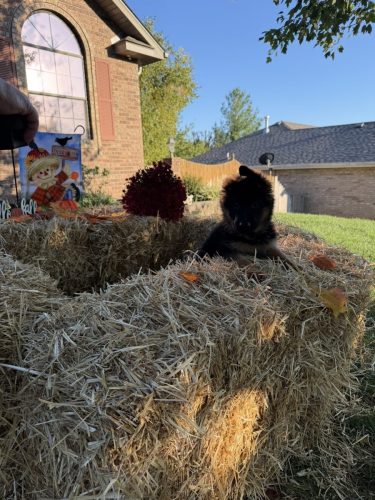 C Litter Female Pink (11)