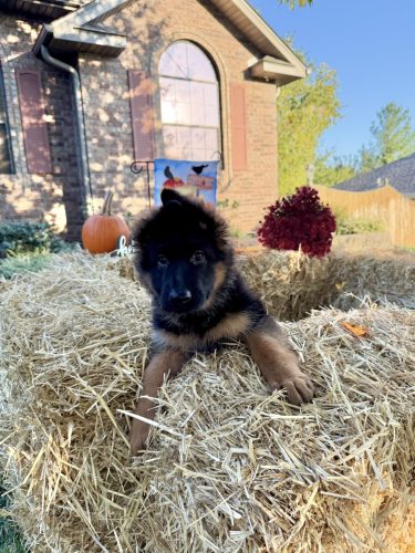 C Litter Female Pink (12)