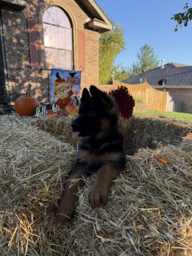 C Litter Female Pink (13)