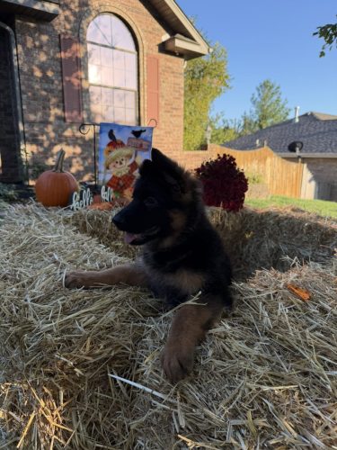 C Litter Female Pink (14)