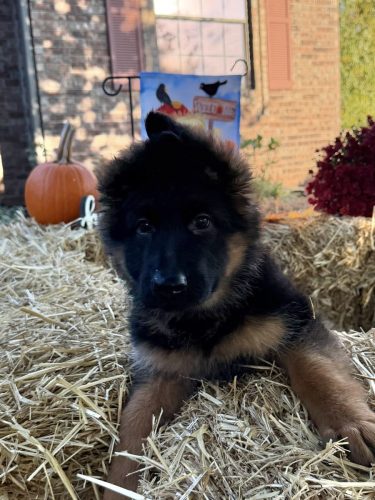 C Litter Female - Orange