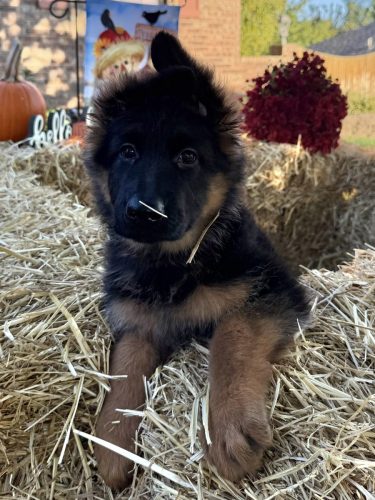 C Litter Female Pink (3)