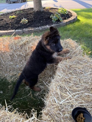 C Litter Female Pink (4)