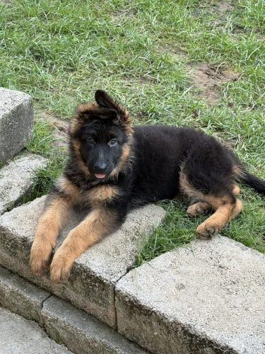 C Litter Female Pink (5)