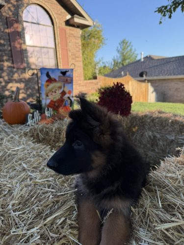 C Litter Female Pink (6)