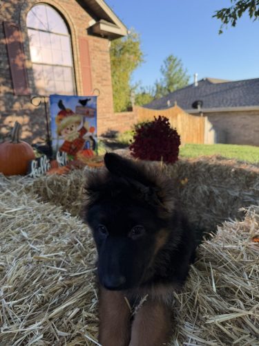 C Litter Female Pink (7)