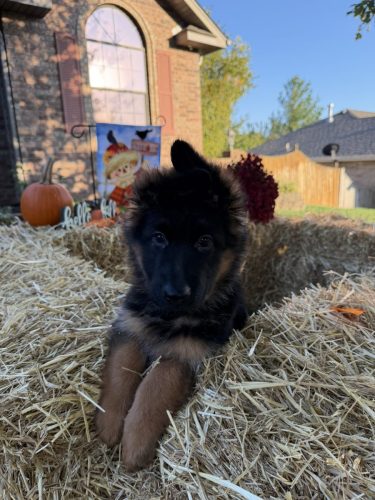 C Litter Female Pink (8)