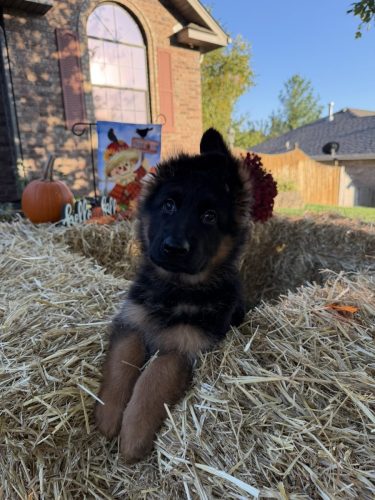 C Litter Female Pink (9)