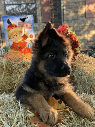 C Litter Female Yellow (1)