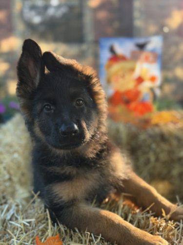 C Litter Female Yellow