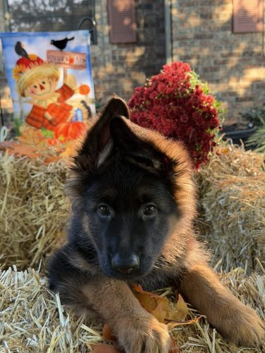 C Litter Female Yellow (4)