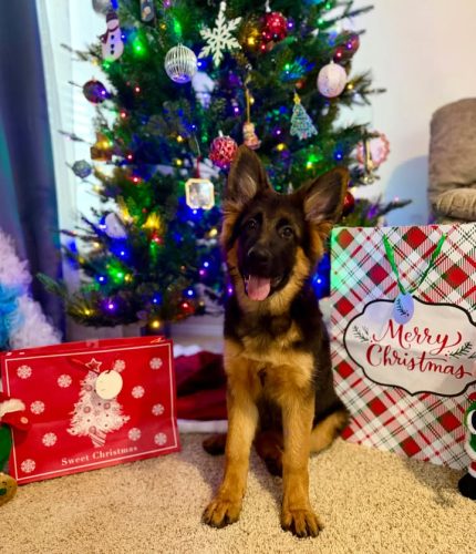 C Litter Female Yellow